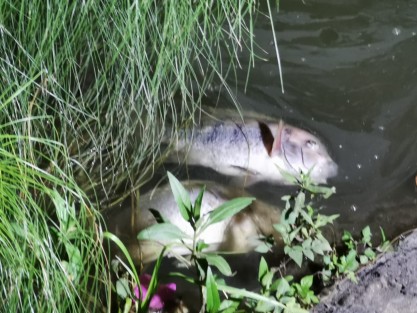 Vecinos de Los Lagos reportaron a este portal la muerte masiva de peces, y lo dicho por ellos es que desde que el titular de la Procuraduría de Medio Ambiente del Estado, Sergio Rodríguez Cortés viniera a rociar alguna sustancia para dizque sanear el agua, esto ha ocurrido frecuentemente.
