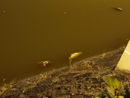 Vecinos de Los Lagos reportaron a este portal la muerte masiva de peces, y lo dicho por ellos es que desde que el titular de la Procuraduría de Medio Ambiente del Estado, Sergio Rodríguez Cortés viniera a rociar alguna sustancia para dizque sanear el agua, esto ha ocurrido frecuentemente.