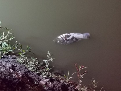 Vecinos de Los Lagos reportaron a este portal la muerte masiva de peces, y lo dicho por ellos es que desde que el titular de la Procuraduría de Medio Ambiente del Estado, Sergio Rodríguez Cortés viniera a rociar alguna sustancia para dizque sanear el agua, esto ha ocurrido frecuentemente.