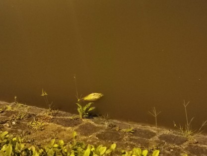 Vecinos de Los Lagos reportaron a este portal la muerte masiva de peces, y lo dicho por ellos es que desde que el titular de la Procuraduría de Medio Ambiente del Estado, Sergio Rodríguez Cortés viniera a rociar alguna sustancia para dizque sanear el agua, esto ha ocurrido frecuentemente. 