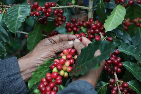 La Secretaría de Desarrollo Agropecuario, Rural y Pesca (SEDARPA) estima que la próxima cosecha de café (2020-2021) será superior a las 300 mil toneladas como resultado del periodo de lluvias presentado en gran parte del territorio veracruzano y que ha provocado el avance del proceso de floración.