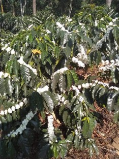 La Secretaría de Desarrollo Agropecuario, Rural y Pesca (SEDARPA) estima que la próxima cosecha de café (2020-2021) será superior a las 300 mil toneladas como resultado del periodo de lluvias presentado en gran parte del territorio veracruzano y que ha provocado el avance del proceso de floración. 