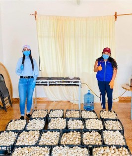 El alcalde Mario A. Chama Díaz y una la presidenta del DIF Teocelo, Mara Chama, agradecen el apoyo brindado por la Diputada federal C. Carmen Mora,con la donación de una gran cantidad de champiñones para el comedor comunitario DIF, en ese municipio. 
