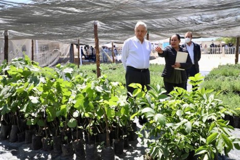 El Presidente Andrés Manuel López Obrador y la secretaria, María Luisa Albores González, el gobernador Cuitláhuac García supervisaron los avances del programa Sembrando Vida en Perote,con el cual ‪más de 68 mil sembradores veracruzanos se involucran con su comunidad, aportan sustento a sus familias y contribuyen al medio ambiente.‬  