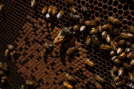 El titular de SEDARPA, Eduardo Cadena Cerón, anunció del incremento en la comercialización de la miel de abeja y sus derivados en casi un 60 por ciento durante los últimos tres meses, beneficiando a 400 familias de 80 municipios del centro y norte.