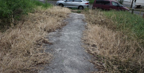 Camellones y jardineras de Xalapa sin florecer, y sin atención... ha de ser por el COVID-19. 