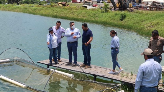 En la entrega de alevines a productores de tilapia rosa, en las comunidades Cucharas, La Laja, Palo Azul y Maravillas, el titular de SEDARPA, Eduardo Cadena Cerón, resaltó los beneficios de la estrategia de diversificación económica que implican los proyectos de acuacultura, fruticultura y siembra de granos básicos, cuyo fin es incrementar los ingresos de las familias vulnerables y con ello mejorar su calidad de vida.