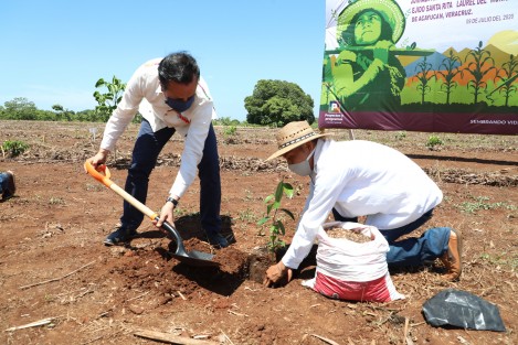 Con la plantación de más de 800 árboles en la localidad Santa Rita Laurel de este municipio, mediante un sistema agroforestal, Veracruz se suma a la Jornada Nacional de Siembra de 100 millones de plantas, a cargo del programa Sembrando Vida.