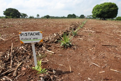 Con la plantación de más de 800 árboles en la localidad Santa Rita Laurel de este municipio, mediante un sistema agroforestal, Veracruz se suma a la Jornada Nacional de Siembra de 100 millones de plantas, a cargo del programa Sembrando Vida. 