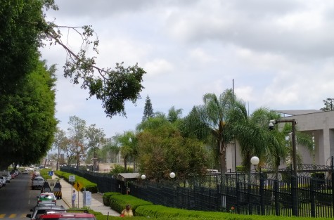 Xalapa florece a un Xalapa de hierbas, toda una mala imagen y resultados con un eslogan de campaña que ahí quedó en el olvido. Esto es la realidad de esta Xalapa sin rumbo y sin imagen. Esto en la fea fachada del Palacio Legislativo. 