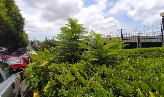 Xalapa florece a un Xalapa de hierbas, toda una mala imagen y resultados con un eslogan de campaña que ahí quedó en el olvido. Esto es la realidad de esta Xalapa sin rumbo y sin imagen. Esto en la fea fachada del Palacio Legislativo. 