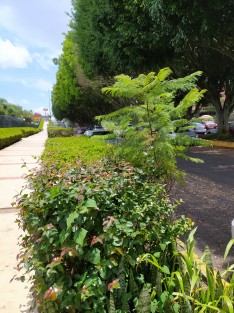 Xalapa florece a un Xalapa de hierbas, toda una mala imagen y resultados con un eslogan de campaña que ahí quedó en el olvido. Esto es la realidad de esta Xalapa sin rumbo y sin imagen. Esto en la fea fachada del Palacio Legislativo.  