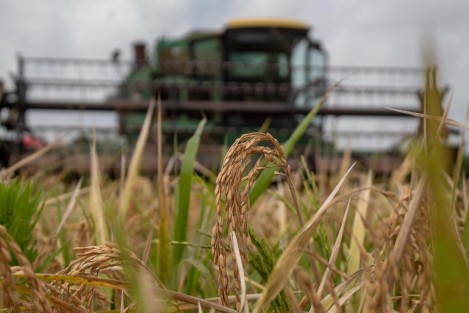 La Secretaría de Desarrollo Agropecuario, Rural y Pesca (SEDARPA) dio el banderazo de inicio para la cosecha de 31 hectáreas de arroz en Santa Rosa, El Diamante, El Cedro y Gallo Verde del municipio de Actopan, perfilando a Veracruz como principal proveedor de semilla certificada del cereal en el sureste mexicano. 