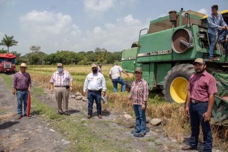 La Secretaría de Desarrollo Agropecuario, Rural y Pesca (SEDARPA) dio el banderazo de inicio para la cosecha de 31 hectáreas de arroz en Santa Rosa, El Diamante, El Cedro y Gallo Verde del municipio de Actopan, perfilando a Veracruz como principal proveedor de semilla certificada del cereal en el sureste mexicano. 