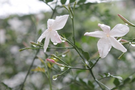 Para los próximos días, los resultados de los modelos de pronóstico indican que el potencial de lluvias disminuirá gradualmente, presentándose condiciones más típicas de la temporada; esto es, chubascos y tormentas vespertinas a nocturnas en montaña y nocturnas a matutinas en la costa.