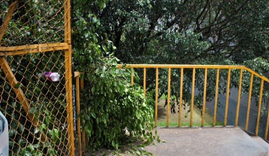 Xalapeños que por  diversos  motivos salen a las calles, se siguen inconformando por el mal estado de las zonas verdes. Debido a la pandemia muchos trabajadores del área de Parques y Jardines se encuentran confinados por pertenecer a grupos de riesgo.  