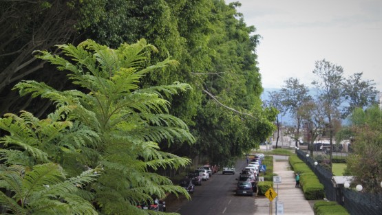 Personal del Palacio Legislativo da mantenimiento a la jardinería.  Al menos todos a los que no se permite el acceso al edificio, tendrán un bonito panorama.  