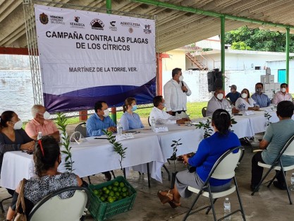 Con un aporte de 266 mil 282 toneladas por temporada, Veracruz se ubica en el primer lugar de producción de toronja con más de ocho mil hectáreas de cultivo, reportó la Secretaría de Desarrollo Agropecuario, Rural y Pesca (SEDARPA).