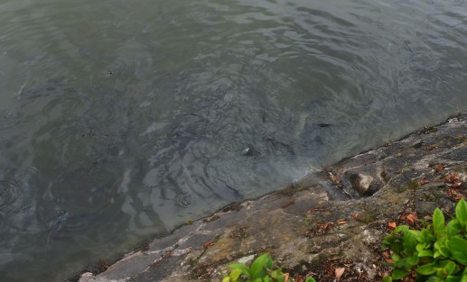 Aunque oficialmente aún no se puede pasear en el Paseo de Los Lagos, muchas personas ya lo hacen con sus mascotas por este sitio, donde se puede observar  algunos peces muertos  y hasta agua apestosa saliendo de una coladera, así como a los peces tanto de comer que lo pueden hasta las cintas de prohibido el paso. 