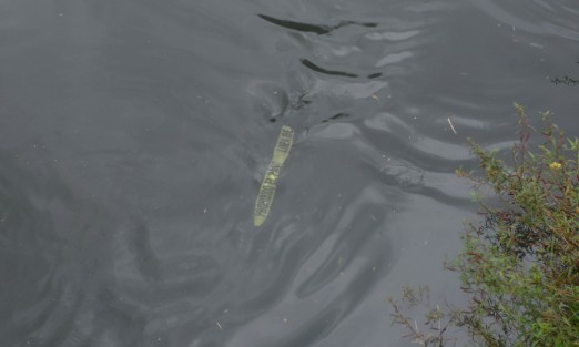 Aunque oficialmente aún no se puede pasear en el Paseo de Los Lagos, muchas personas ya lo hacen con sus mascotas por este sitio, donde se puede observar  algunos peces muertos  y hasta agua apestosa saliendo de una coladera, así como a los peces tanto de comer que lo pueden hasta las cintas de prohibido el paso. 