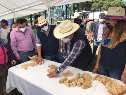 En el Valle de Perote el apoyo fue por 6 millones de pesos a 540 campesinos de seis demarcaciones, en lo referente al Programa de Rescate de Maíz Criollo y a la producción de forraje. Aquí, el servidor público reconoció el esfuerzo de las mujeres, quienes a pesar de la pandemia siguen impulsando sus plantaciones y comercializando los productos. 

 
