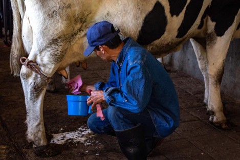 Con una inversión de 14 millones 99 mil pesos, la Secretaría de Desarrollo Agropecuario, Rural y Pesca (SEDARPA) otorgó apoyos a mil 296 familias pecuaristas de la región central, como parte de los Proyectos de Desarrollo Territorial (PRODETER) en la Cuenca Lechera Sur-Sureste.
