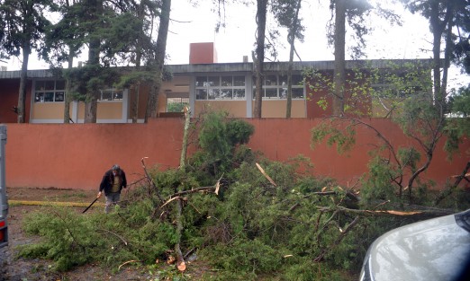 Sobre la avenida Villahermosa cayó otro árbol pequeño, el cual estaba siendo retirado por personas que recolectan leña. 