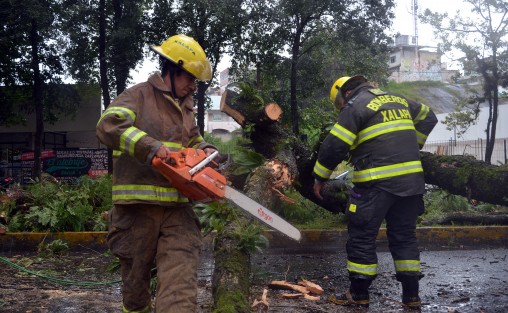 Bomberos de Xalapa así como personal de Escuadrón Nacional de Rescate, retiraron un árbol caído sobre la avenida Ruiz Cortines, justo frente al hotel Gamma, el cual fue derribado por los fuertes vientos  y reblandecimiento de tierra por lluvias del frente frio 4.