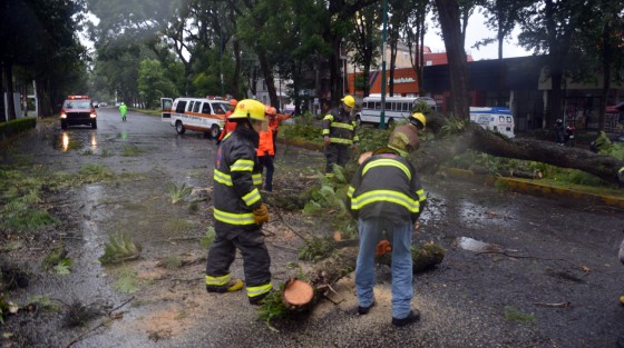 Bomberos de Xalapa así como personal de Escuadrón Nacional de Rescate, retiraron un árbol caído sobre la avenida Ruiz Cortines, justo frente al hotel Gamma, el cual fue derribado por los fuertes vientos  y reblandecimiento de tierra por lluvias del frente frio 4.