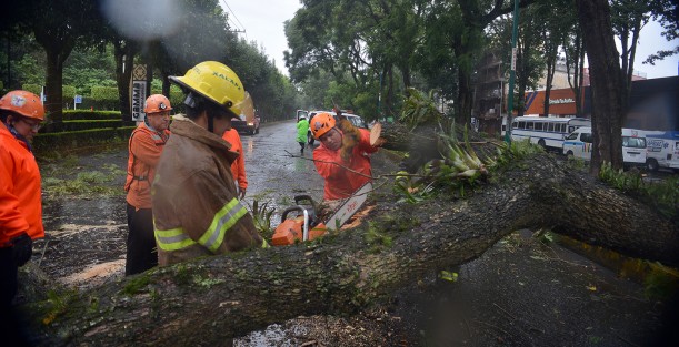 Bomberos de Xalapa así como personal de Escuadrón Nacional de Rescate, retiraron un árbol caído sobre la avenida Ruiz Cortines, justo frente al hotel Gamma, el cual fue derribado por los fuertes vientos  y reblandecimiento de tierra por lluvias del frente frio 4.