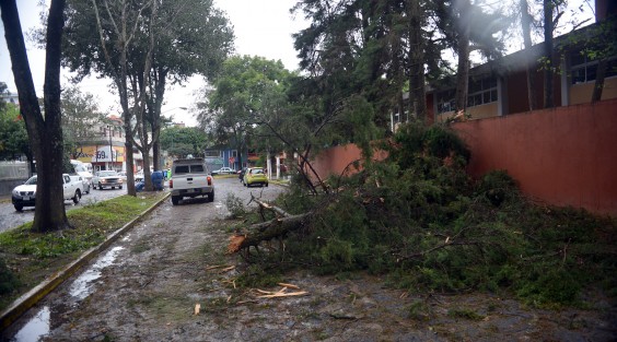 Durante los trabajos de retiro del árbol, el tránsito se vio afectado debido a los trabajos realizados en lugar.