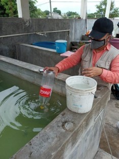 Durante los primeros ocho meses del año, la Secretaría de Salud (SS), a través de la Jurisdicción Sanitaria VIII de Veracruz, eliminó más de 2 millones 372 mil 395 huevecillos del mosco Aedes aegypti y permanecen en vigilancia 6 mil 500 ovitrampas.