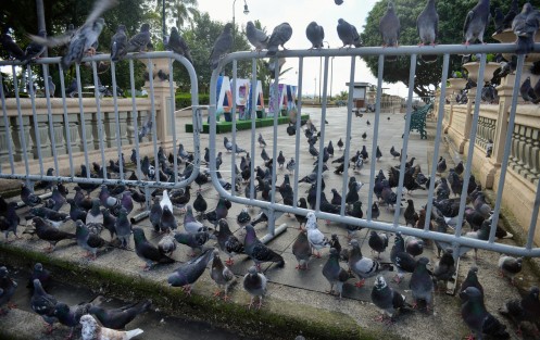 El cierre de parques está afectando a la fauna local. Las palomas del parque Juárez en espera del alimento que les proporcionaban los paseantes específicamente para ellas, o como sobras. Lo mismo sucede con las ratas, cuyo comportamiento agresivo a causa de la escasez se ha evidenciado en redes sociales, 