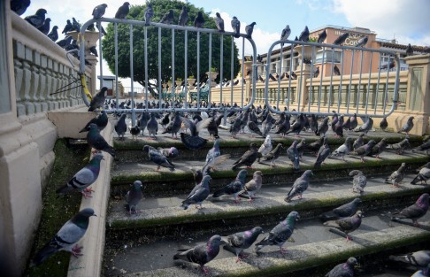 El cierre de parques está afectando a la fauna local. Las palomas del parque Juárez en espera del alimento que les proporcionaban los paseantes específicamente para ellas, o como sobras. Lo mismo sucede con las ratas, cuyo comportamiento agresivo a causa de la escasez se ha evidenciado en redes sociales, 