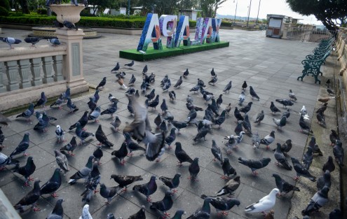 El cierre de parques está afectando a la fauna local. Las palomas del parque Juárez en espera del alimento que les proporcionaban los paseantes específicamente para ellas, o como sobras. Lo mismo sucede con las ratas, cuyo comportamiento agresivo a causa de la escasez se ha evidenciado en redes sociales, 