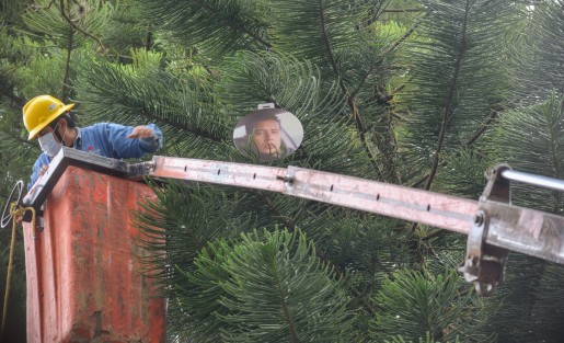 Integrantes de los colectivos Enlaces Xalapa y Buscando Desaparecidas y Desaparecidos de Veracruz  se reunieron en el parque Juárez de la capital para colocar fotos en forma de esfera en una araucaria.  Fueron apoyados por personal del ayuntamiento.