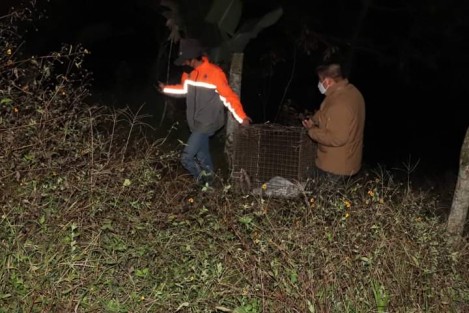 La tarde del jueves 7 de enero, gracias al reporte de ciudadanos de la zona sur del municipio de Teocelo, Ver., elementos de Protección Civil Municipal, rescataron un ejemplar de <em>Tamandúa mexicana</em> (oso hormiguero brazo fuerte /tamandúa norteño), que se encontraba deambulando por un camino con tránsito constante, lo que ponía en riesgo su vida. Una vez evaluado su estado, fue liberado en zona segura.  