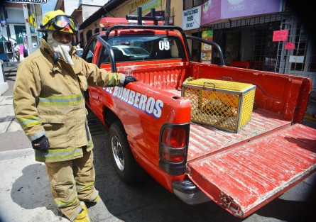 En la céntrica calle Bravo de la ciudad de Xalapa, bomberos de la ciudad rescataron a una pequeña zarigüeya que se metió a un negocio, por fortuna los dueños llamaron para que el animalito fuera rescatado y liberado  en algún parque de la ciudad.