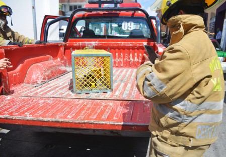 En la céntrica calle Bravo de la ciudad de Xalapa, bomberos de la ciudad rescataron a una pequeña zarigüeya que se metió a un negocio, por fortuna los dueños llamaron para que el animalito fuera rescatado y liberado  en algún parque de la ciudad.