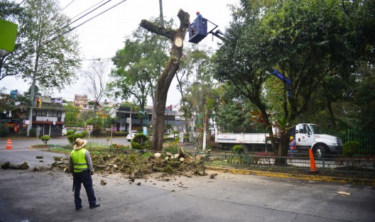 Trabajadores del ayuntamiento de Xalapa cortaron un enorme árbol que a decir de ellos ya se encontraba muerto y representaba un peligro para los transeúntes.