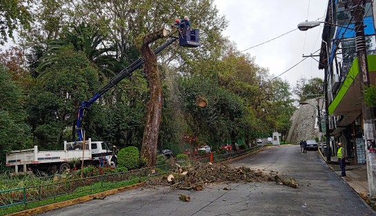 Trabajadores del ayuntamiento de Xalapa cortaron un enorme árbol que a decir de ellos ya se encontraba muerto y representaba un peligro para los transeúntes.