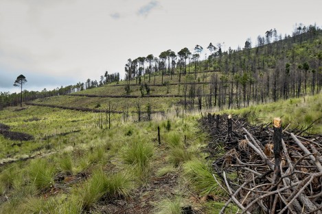 Para un aprovechamiento forestal sustentable de la reserva San Juan del Monte, en el municipio de Las Vigas, la Secretaría de Medio Ambiente (SEDEMA) elimina material combustible a fin de prevenir incendios y la dispersión de plagas que afecten al ecosistema de la región.