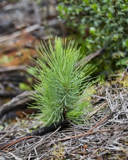 Para un aprovechamiento forestal sustentable de la reserva San Juan del Monte, en el municipio de Las Vigas, la Secretaría de Medio Ambiente (SEDEMA) elimina material combustible a fin de prevenir incendios y la dispersión de plagas que afecten al ecosistema de la región.