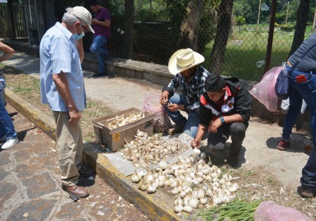 Productores de ajo de Tlacolulan y de la comunidad de Omeapan vendieron sus productos a un costado de la Normal Veracruzana,  flores, ajos chinos, machos, hembras y hasta cuarzos se pueden adquirir hasta las cuatro de la tarde en este lugar.
