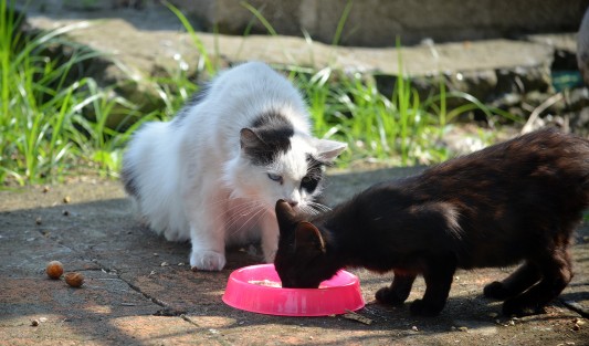 Como cada miércoles los dos únicos integrantes de la brigada Gatitos Panteón 5 de Febrero acudieron a este lugar a alimentar con atún a los felinos que ahí viven, y es que los demás días se les da croquetas.
