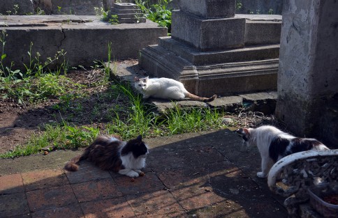 Desde hace varios años el Panteón Antiguo de Xalapa, más conocido como 5 de Febrero, ha sido el hogar de una colonia de gatos ferales. 