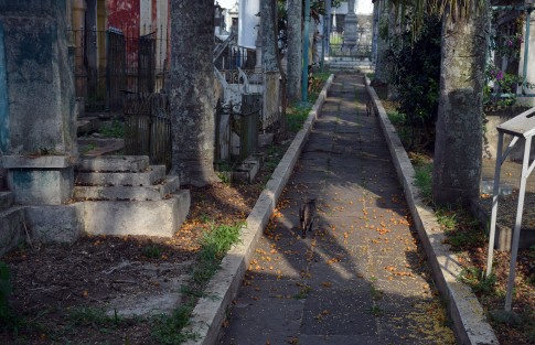 Al parecer originado por el abandono inicial de algunos de ellos y la <em>adopción</em> in situ de algunos vecinos, la colonia ha crecido con el paso de los años, con los pro y contra que tal situación acarrea. 