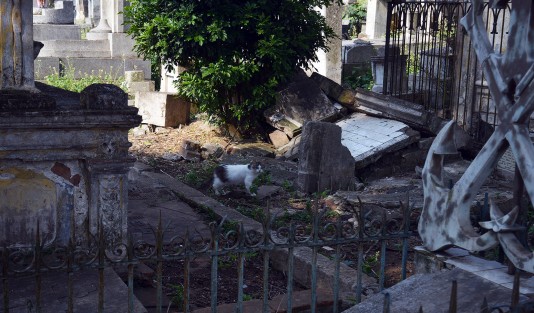 Entre los beneficios que la colonia de gatos trae a la zona, está el control de la plaga de roedores, común en sitios como éstos de las ciudades. Sin embargo por su exitosa proliferación (una pareja puede tener una descendencia de hasta 20 mil sujetos en solo 4 años) pueden convertirse también en una plaga. 