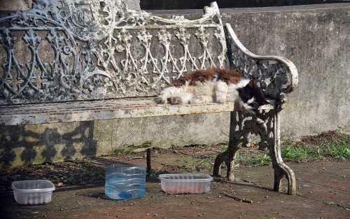 Uno de los problemas que afecta a las colonias de gatos ferales es la endogamia, es decir la reproducción entre individuos ligados genéticamente, lo cual acentúa su propensión a enfermedades, por lo que es común ver en estas colonias individuos que lucen enfermos.  