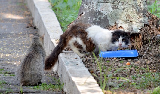 Uno de los problemas que afecta a las colonias de gatos ferales es la endogamia, es decir la reproducción entre individuos ligados genéticamente, lo cual acentúa su propensión a enfermedades, por lo que es común ver en estas colonias individuos que lucen enfermos.  